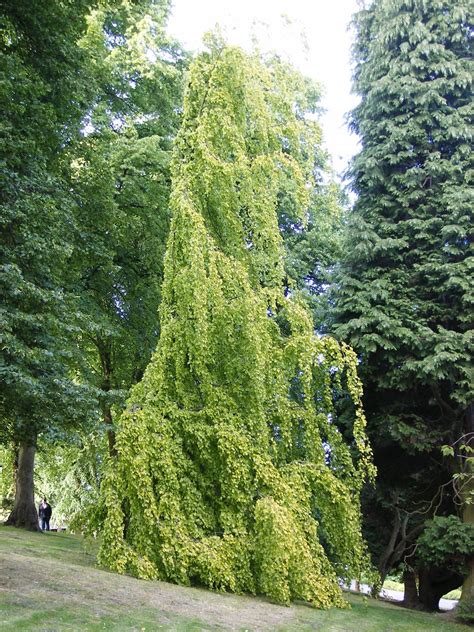 fagus sylvatica aurea pendula